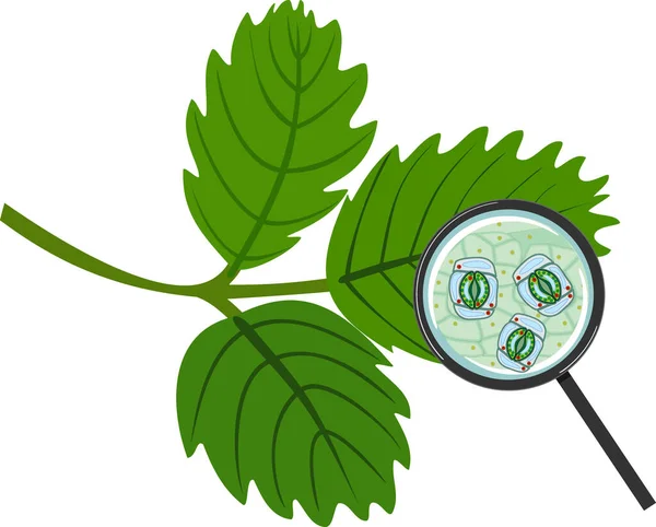 白い背景に隔離された虫眼鏡の下にオープンストーマと腹膜複合体を持つ植物の葉の上皮 ベクターグラフィックス