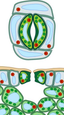  Stomatal complex and section view of stomate and plant leaf structure clipart