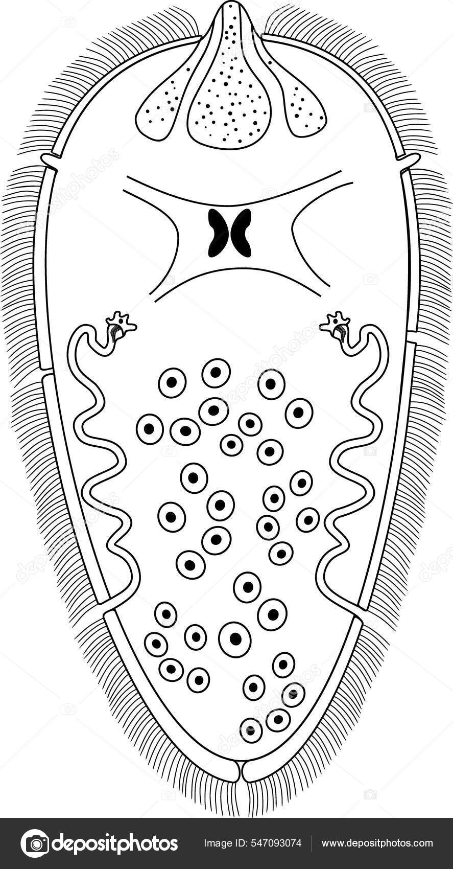 Desenho Para Colorir Com Miracidium Sheep Liver Fluke Fasciola Hepatica  Vetor de ©mariaflaya 547093074, image size:887x1700
