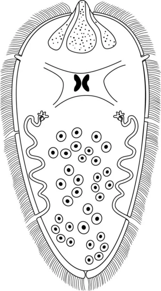 Χρωστική Σελίδα Miracium Sheep Liver Fluke Fasciola Hepatica Απομονωμένη Λευκό — Διανυσματικό Αρχείο