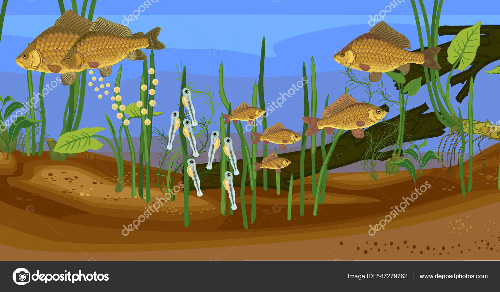 Ökosystem Teich Und Fische Lebenszyklus Abfolge Der Entwicklungsstadien