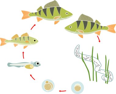  Balık yaşam döngüsü. Tüneğin (Perca fluviatilis) gelişim aşamaları tatlı su balığının yumurtadan yetişkin hayvana geçiş aşamaları