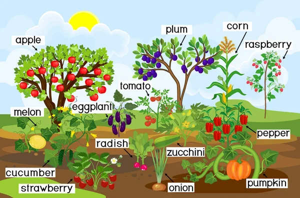 Erntezeit Landschaft Mit Gemüsegarten Verschiedene Gemüse Und Obstpflanzen Mit Reifen — Stockvektor