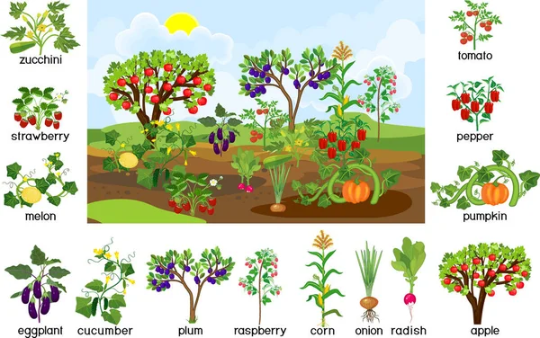 Czas Zbiorów Krajobraz Ogrodem Warzywnym Puzzle Różnych Warzyw Owoców Roślin — Wektor stockowy