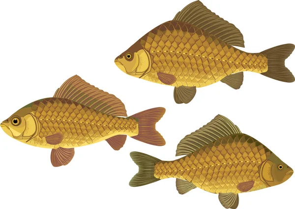 Set Crucian Carp Fishes Isolated White Background — Stock Vector