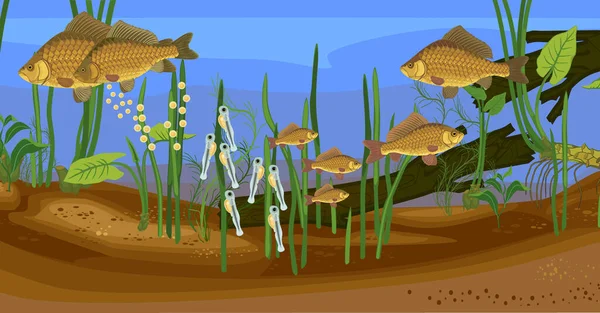 池塘生态系统和鱼类生命周期 天然生境中爬行动物鲤鱼 Carassius 淡水鱼从蛋到成年的发育序列 — 图库矢量图片