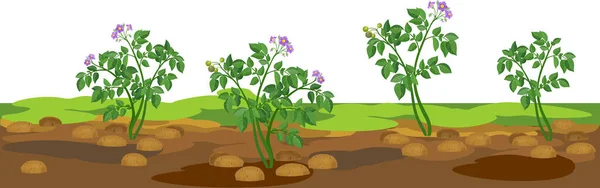 Граница Сельскохозяйственным Ландшафтом Картофельными Растениями Время Сбора Урожая — стоковый вектор