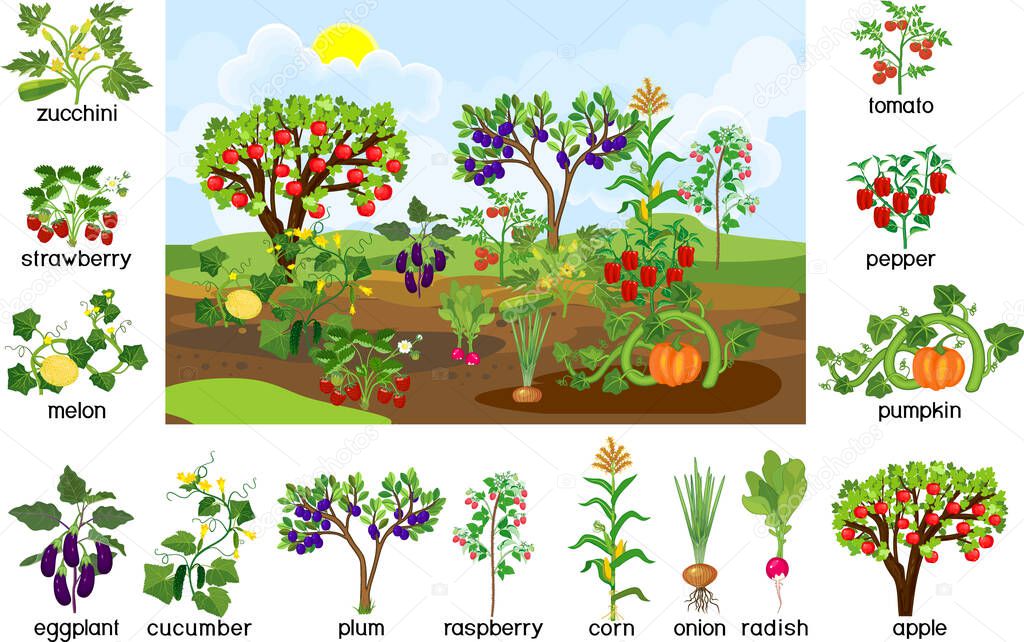 Harvest time. Landscape with vegetable garden. Puzzle with different vegetable and fruit agricultural plants with ripe harvest and titles isolated on white background
