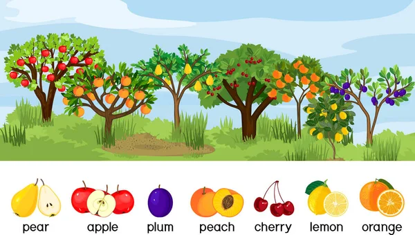 Paysage Avec Différents Arbres Fruitiers Avec Des Fruits Mûrs Isolés — Image vectorielle