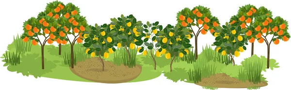 Група Апельсинових Лимонних Дерев Стиглими Фруктами Гілках — стоковий вектор