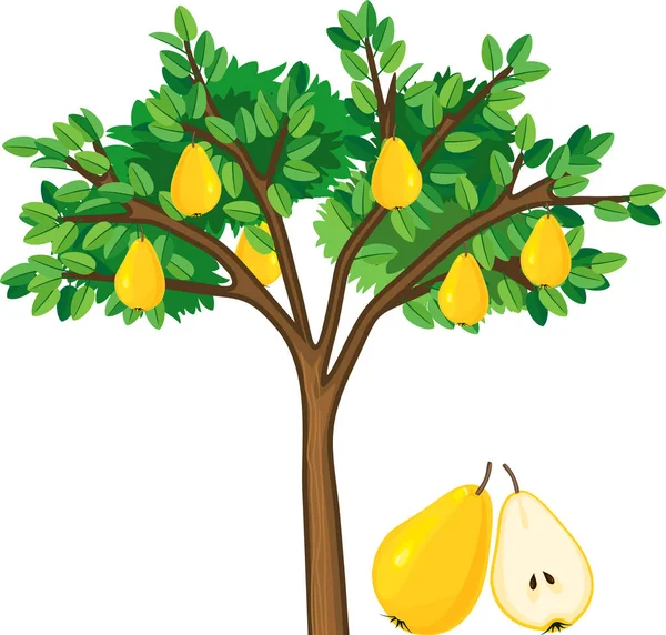 緑色の葉を持つ梨の木と白い背景に熟した黄色の果実 — ストックベクタ