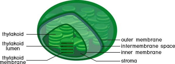 Structure Des Chloroplastes Des Plantes Supérieures Isolés Sur Fond Blanc — Image vectorielle