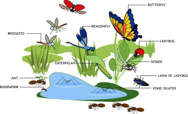 卡通池塘 有许多种类的昆虫生活在白色背景下隔离的水边 — 图库矢量图片