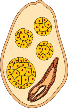   Beyaz zemin üzerinde izole edilmiş koyun karaciğer fluke redia (Fasciola hepatica) ile sporocyst