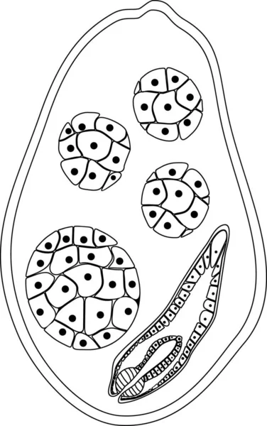 Coloriage Avec Sporocyste Avec Rédia Douve Hépatique Mouton Fasciola Hepatica — Image vectorielle