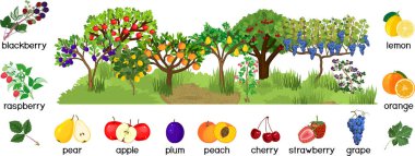  Landscape with different fruit trees and berry shrubs with ripe fruits isolated on white background. Harvest time clipart