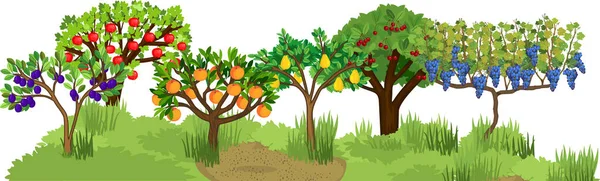 Paisaje Con Diferentes Árboles Frutales Con Frutos Maduros Las Ramas — Vector de stock