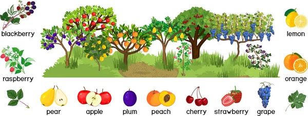 Paisagem Com Diferentes Árvores Fruto Arbustos Baga Com Frutas Maduras —  Vetores de Stock