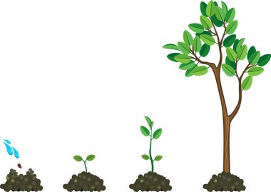  Ağacın yaşam döngüsü: tohumdan büyük yeşil ağaca. Beyaz arkaplanda izole edilmiş büyüme aşamaları