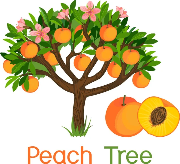 Peach Tree Ripe Fruits Green Branches Title — Stock Vector