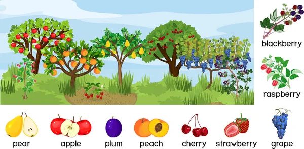 Paesaggio Con Diversi Alberi Frutto Arbusti Bacche Con Frutti Maturi — Vettoriale Stock