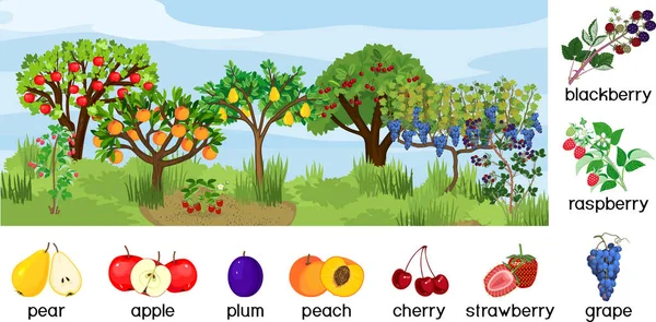 Paisaje Con Diferentes Árboles Frutales Arbustos Bayas Con Frutos Maduros — Vector de stock