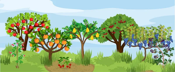 Tájkép Különböző Gyümölcsfákkal Bogyós Cserjékkel Érett Gyümölcsökkel Ágakon Szüret Időpontja Jogdíjmentes Stock Illusztrációk