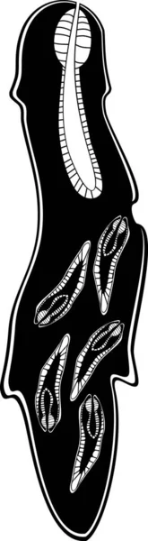 Чорний Силует Реліквії Овечої Печінки Fasciola Hepatica Дочкою Редья — стоковий вектор