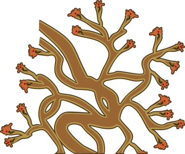  Solucanın protonefridisi. Trematod ve diğer solucanların dışkılama sisteminin yapısı