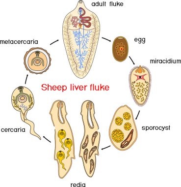 Beyaz zemin üzerinde izole edilmiş koyun karaciğer fluke (Fasciola hepatica) yaşam döngüsü