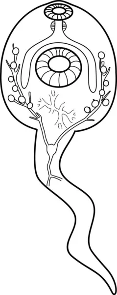 Színező Oldal Cercaria Juhok Máj Szerencse Fasciola Hepatica Izolált Fehér — Stock Vector