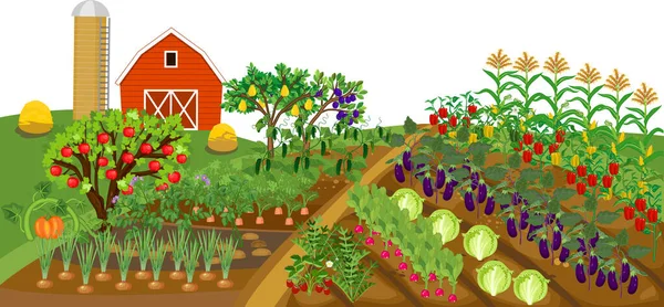 Paysage Agricole Ferme Dessin Animé Traditionnelle Avec Nombreuses Plantes Agricoles Vecteur En Vente