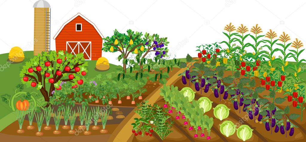  Agricultural landscape. Traditional cartoon farm with many agricultural plants, red barn and silo. Harvest time