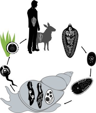  Orta (yumuşakça) ve ana ev sahipleri (insan, koyun) beyaz arka planda izole edilmiş koyun karaciğer fluke (Fasciola hepatica) yaşam döngüsü