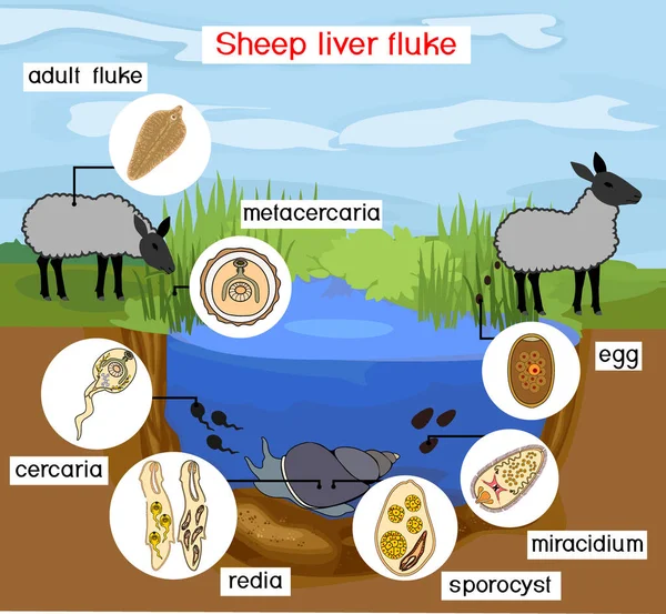 池塘生物群对羊肝侥幸 Fasciola Hepatica 生命周期的影响 — 图库矢量图片