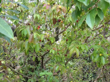 Vahşi Pitanga - Reserva Ekolojisi - Arjantin