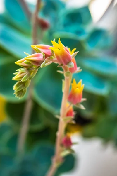 Orange and yellow Echeveria Succulent Flowers. Blooming succulent plant.