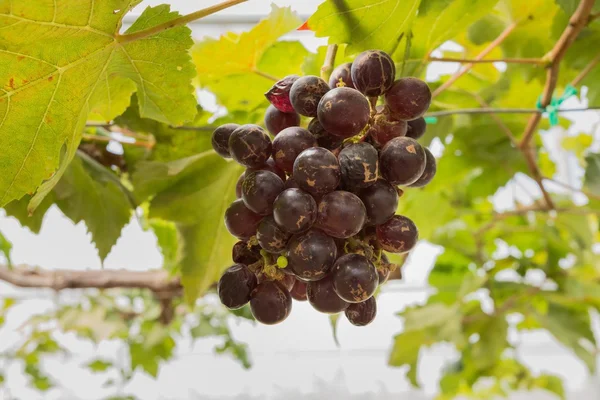 Grape — Stock Photo, Image