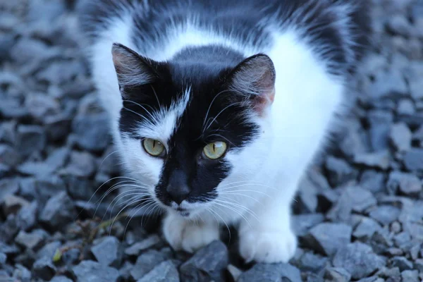 Чёрно-белая кошка Лицензионные Стоковые Изображения