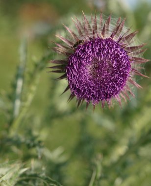 Thistle çiçek