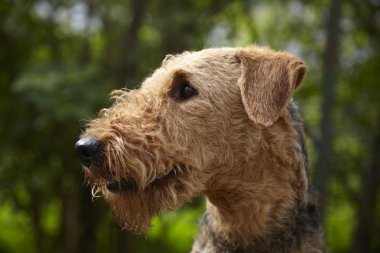 Airedale terrier
