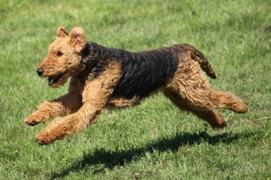 Airedale terrier