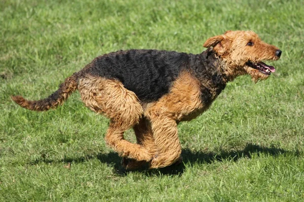 Airedale terriër — Stockfoto