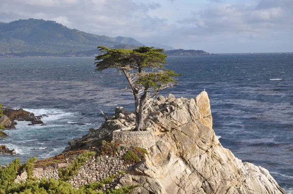 Cipresso solitario sulla penisola di Monterey — Foto Stock