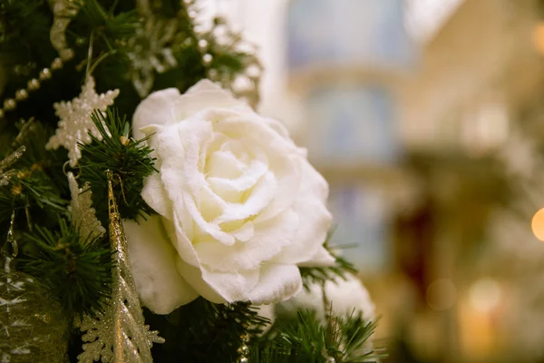 Christmas rose — Stock Photo, Image