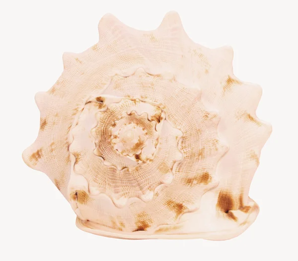 Conch shell — Stock Photo, Image