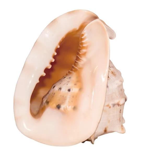 Conch shell — Stockfoto