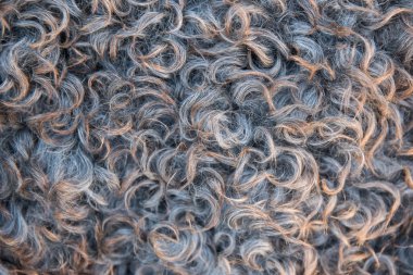 koyun derisi arka plan