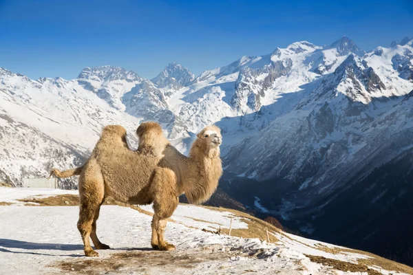 Camel in the mountains — Stock Photo, Image