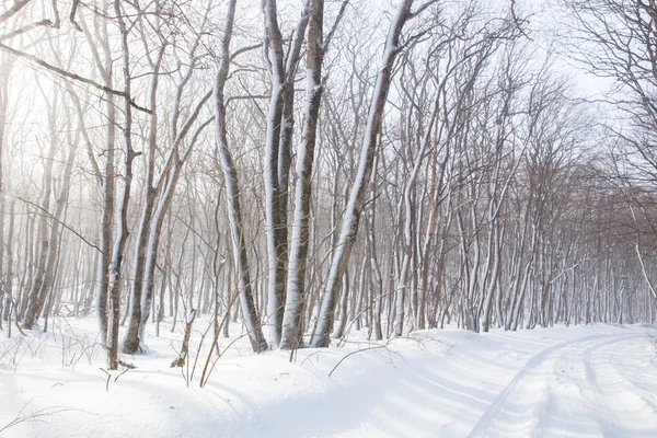 Estrada de inverno — Fotografia de Stock